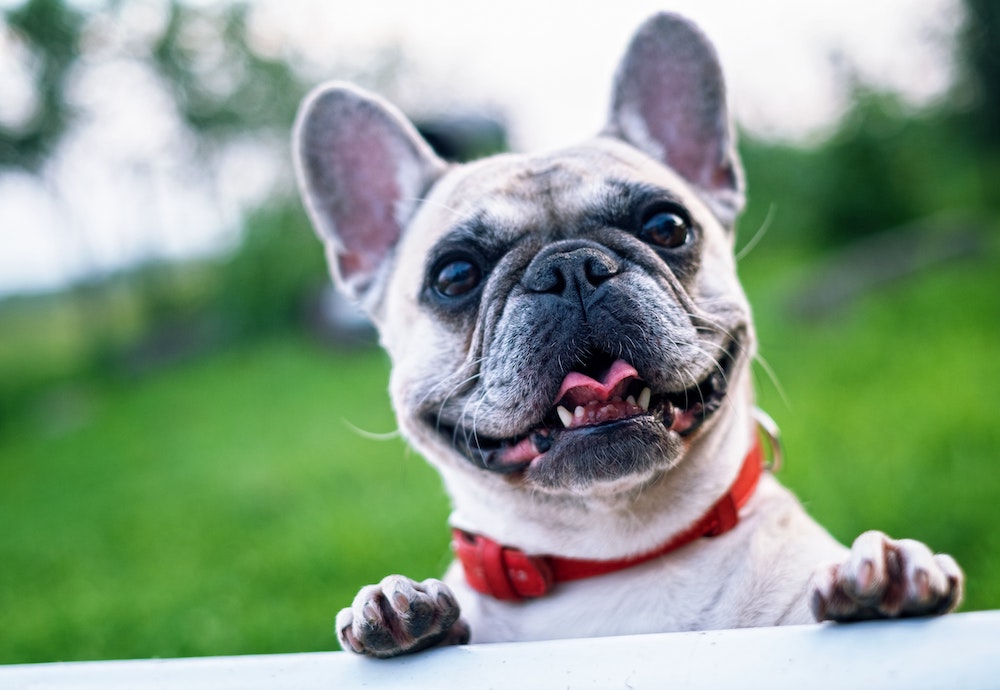 A smiling bulldog with text that reads "We love your pets!"